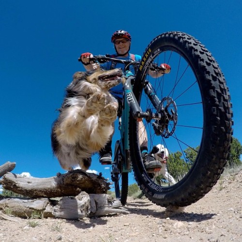 thebicycletree: Dog Town, #SantaFe. Photo: Bob Ward #mtb #dogsofinstagram #dog #dogs @dogsofinstagra