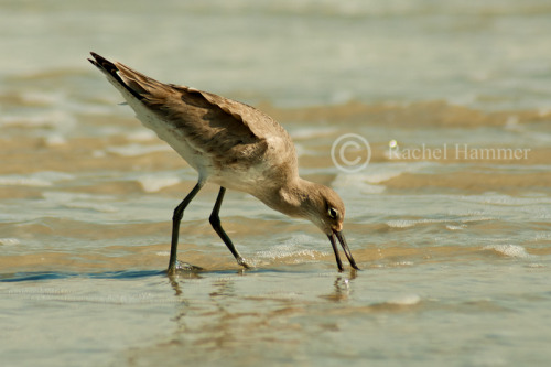 Willet, Little Talbot Island State Park, FL