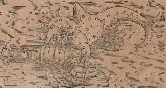 montereybayaquarium:  historieofbeafts:  It’s been a while since we checked in on how the Renaissance is doing with its ocean mysteries, so here is a marine biology update circa 1550. Seals come in two forms: Buff & Triangular Walruses are horrifying