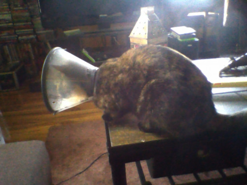 Small cat was spayed last Friday and has been consigned to the cone until her stitches come out (she