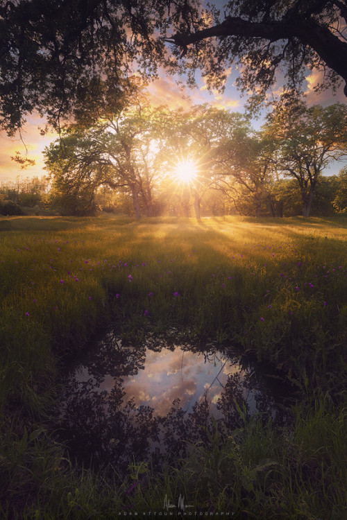 te5seract:  Parellel Universe - Redding, CA Lassen Lupine  Floral Sunset at Whiskeytown Lake - Reddi