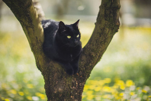 elenamorelli:{ tiny black panther and the spring }-luna, green grass, flowers, dirt, and an olive tr