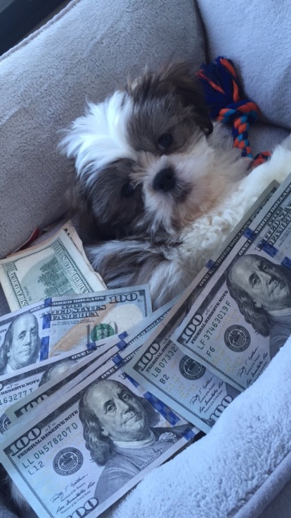 oheyimcam: This is the money dog reblog and money will come your way