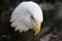 hicktownkindaboy:  superbnature:  Bald Eagle by RustyW http://ift.tt/1xtlBVQ  Merica!!!