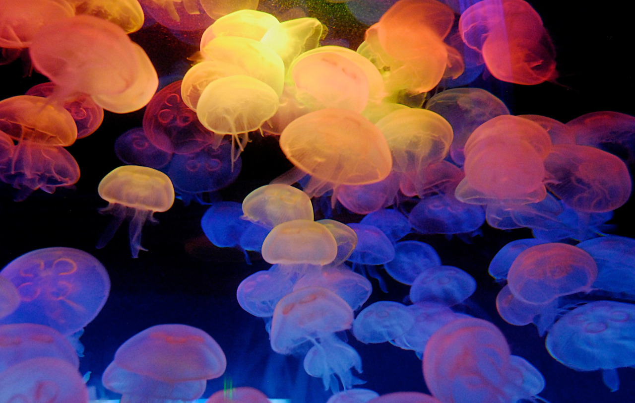 mooonjellies:    sajidrocks  