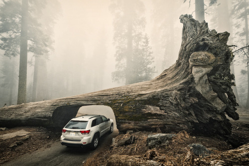 Sequoia Down by Allard One on Flickr.