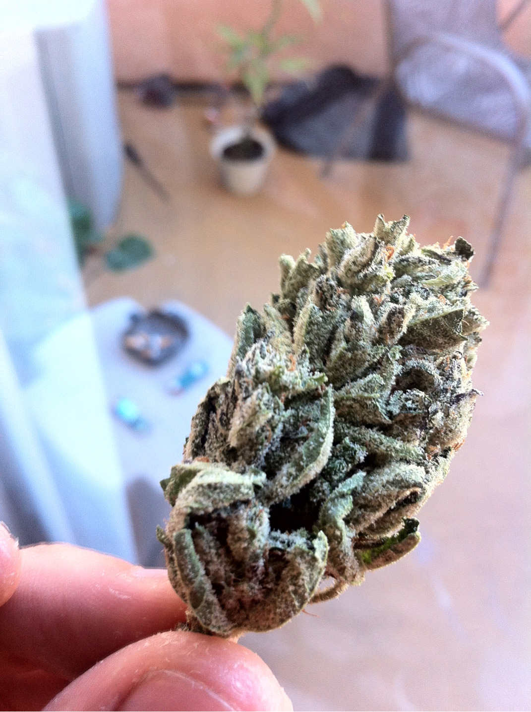 johnnyvegas420:  Hella dank strain. Atmosphere it’s called! White Widow x GDP is