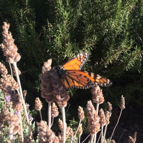 #floweroftheday #flowersofinstagram #butterfly