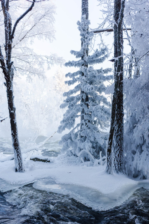 ponderation: Cold Trees by Anssi karilahti