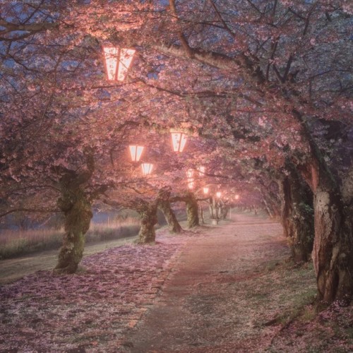 floralls:Japan by Daniel Kordan