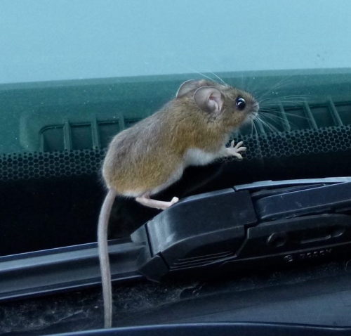 On the way home from school today I spotted a mouse! Outside on the front of the car in where the wi