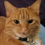 kittymarmalade