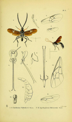 wapiti3:  Journal of entomology Netherlands,-1875-1996.