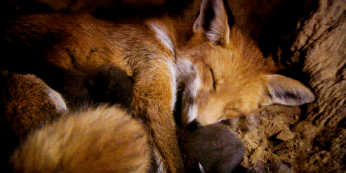 aearthetic: Far in the woods, in a quiet, beautiful place, autumn enchants two beings. A sweet fox a