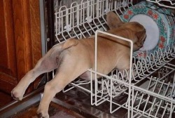 ribss:  hold on I help clean dishes