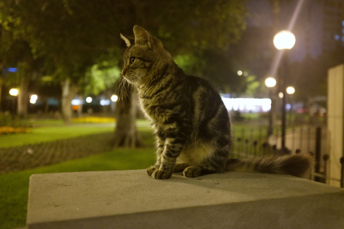 alanjamesart:There’s a cat park in downtown Lima, Peru that is as amazing as it sounds :3
