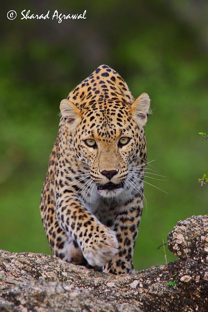 Bendhur   llbwwb:  Incoming Eyes by Sharad Agrawal