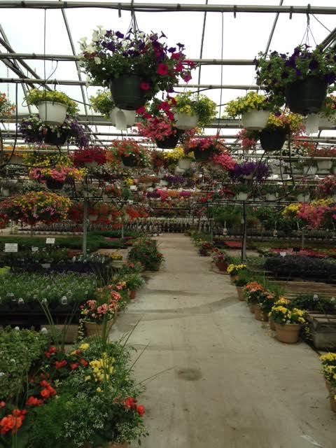floralxforests:  I miss the spring and going in greenhouses to buy plants.
