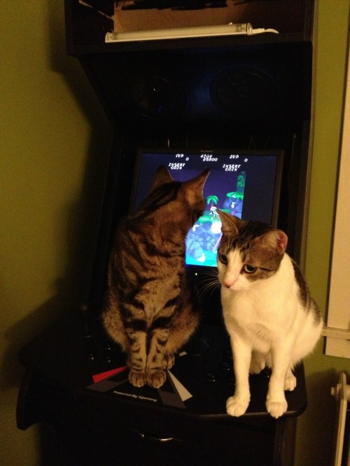 Arcade kitties.They are playing Contra.They are super good at it.