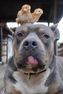 awwww-cute:  Bork is a chick magnet