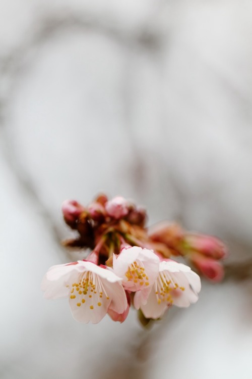 sazanami-ayame: 寒桜。小石川植物園にて。 2014.2.2