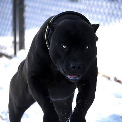 bestbeasty:  Some pictures of gorgeous, muscular pitbull studs to go along with the