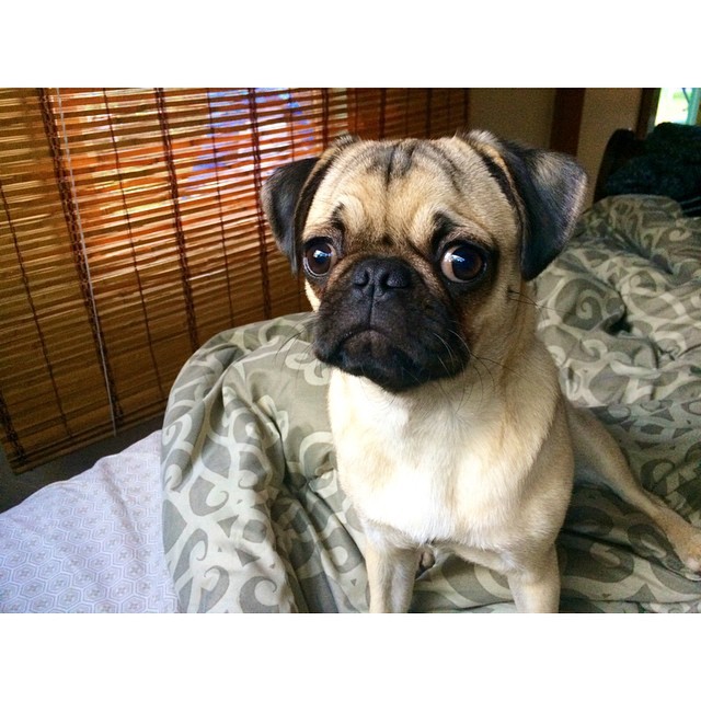 ilovepugs4ever:  Follow Dog Quotes. 