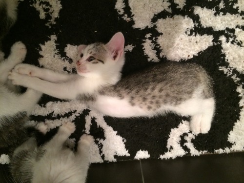 scratchingpad:  Kitten yoga on the bath mat cc getoutoftherecat 