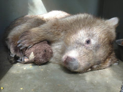 sixpenceee:    Depressed Orphan Wombat Soothed By Cuddly Teddy Bear   Kids aren’t the only ones who feel a little better with their teddy bear by their side. This wombat does too.  Tonka, 7, lives in Billabong Sanctuary in North Queensland, Australia,