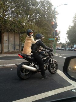 I will never be as cool as this dog.  On