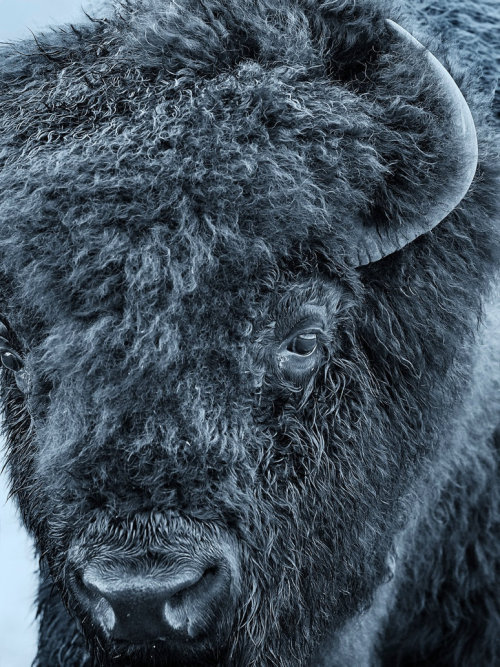 Plains Bison - Nomad by JestePhotography