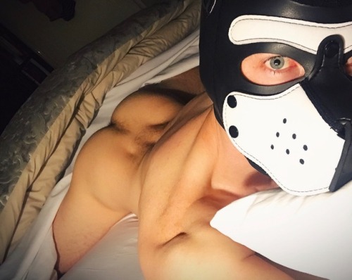 pupswitchmn:  pupdeeno:  Please Sir…. Deeno needs it balls deep *whines*  Grrrr 😈