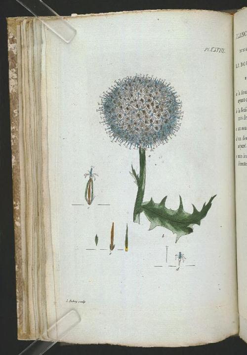 heaveninawildflower:Botanical illustrations taken from ‘Recueil de Plantes Coloriees’ by