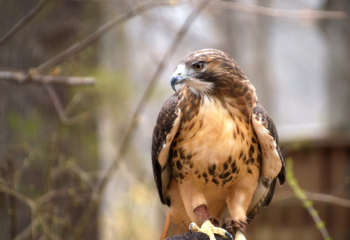 Red Tailed Hawk, This is one of my favorite birds of prey.
