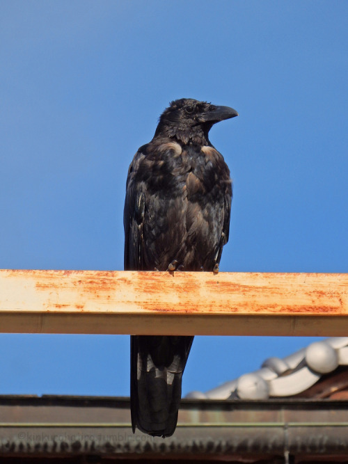 kinkurohajiro: 29 sep. 2015(火) morning crows @ Kamogawa, Kyoto. Jungle Crows (1-3) and Carrion Crows