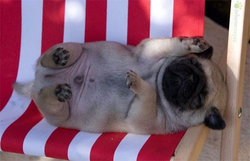 itslolathepug:ˁ˚ᴥ˚ˀYou squee, I squee, we all squee for baby puglet!