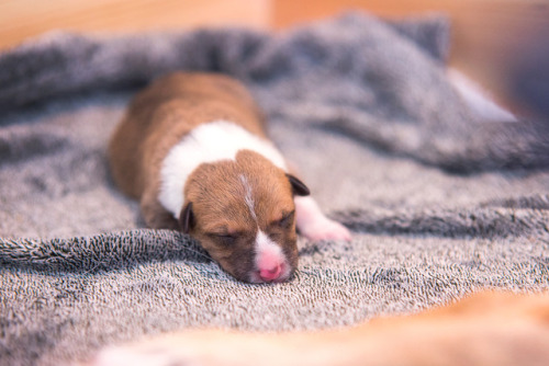 Have some puppy photos!I was happy to be present when they were born (they aren’t my own breed