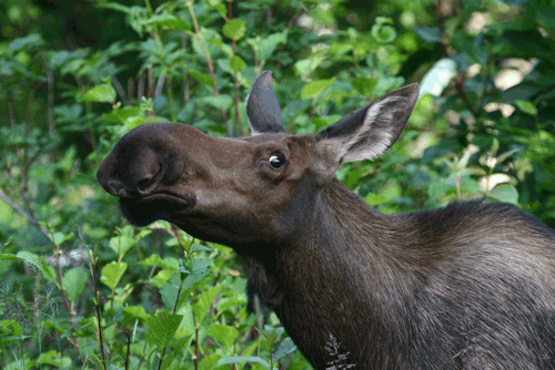 i don’t care what anyone says, moose are adult photos