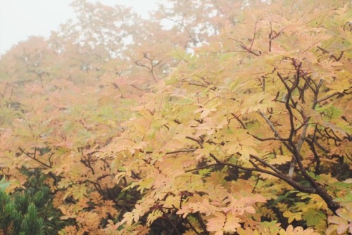 tojishiro: 先月、日本一早い紅葉を見に旭岳の方へ。 （ロープウェイの駅周辺だけですが^^;） 実は去年も行ったんだけど、2年連続天気に恵まれず。。 しかもちょっと紅葉は早かったかな？ でもキ