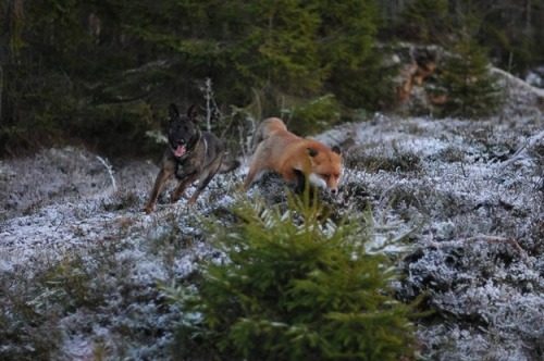 takineko:  buzzfeed:  Tinni and Sniffer are actually the real life The Fox And The Hound.   ALSO THEIR NAMES ARE SUPER CUTE WHYYY