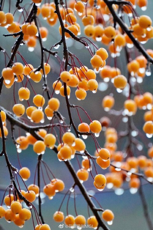 fuckyeahchinesegarden:  persimmon trees by 花眼巴图MGL