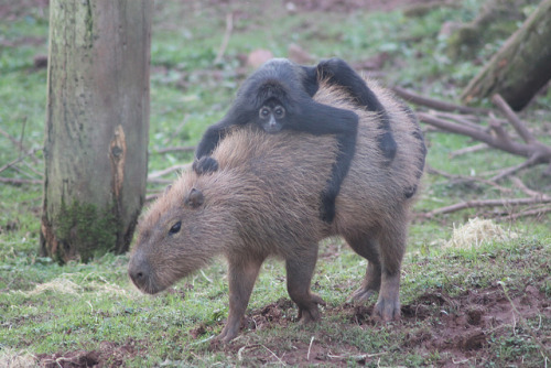 capybara