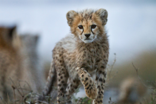 big-catsss:  (by Paul Souders) 