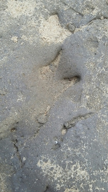 Prehistoric footprints of animals at Formby Point (England, c. 6000 BC).Juvenile auroch (an extinct 