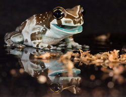 animaltoday:  Tree Frog -  Since there are so many vaerious types of species within this category, I will just show a few favorite of mine.  1. Amazon Milk Frog- Larger and slower moving than its cousins.  It is very loud and secretes white poison