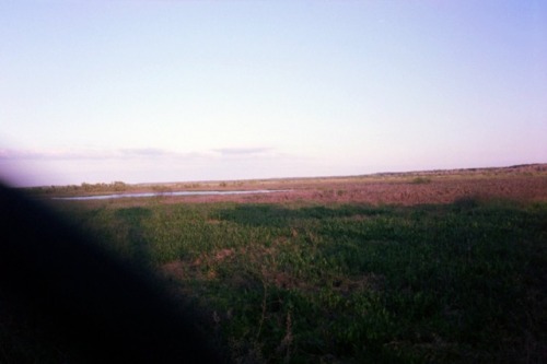 heavenfaced:florida on film // part 2