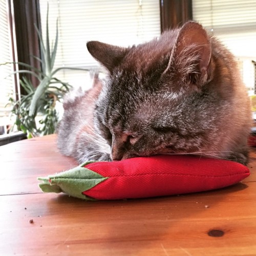 Mr. Man likes his new catnip toy.