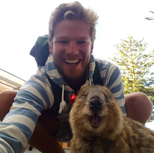 wtbw:  (via It’s Impossible to be Grumpy After You See These Quokka Pics - Neatorama) 