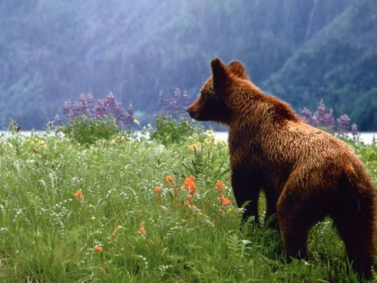 ursinology:  ok but consider bears Look at those tiny ears They are majestic af But goofy as hell  All things considered. Bears are perfect  