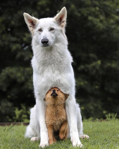 dawwwwfactory:  “Sisterly love” Click here for more adorable animal pics!